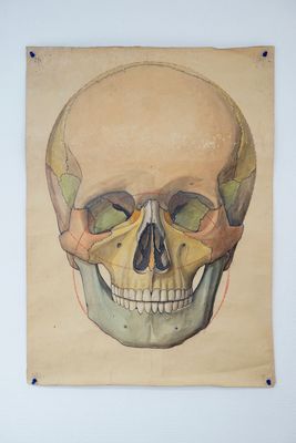 Three large anatomical drawings of skulls, 19/20th C.