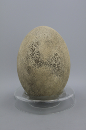 A rare intact egg of an elephant bird, Aepyornis Maximus, Madagascar, pre-17th C.