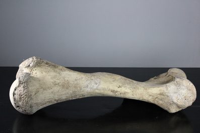 Complete humerus bone fossil of a mammoth, Pleistocene period