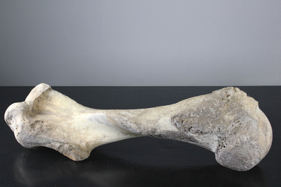 Complete humerus bone fossil of a mammoth, Pleistocene period