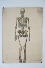 Twee anatomische tekeningen van het menselijk skelet, ca. 1939