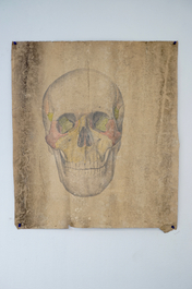 Three large anatomical drawings of skulls, 19/20th C.