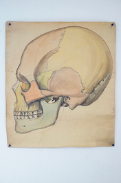 Three large anatomical drawings of skulls, 19/20th C.