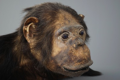 Un buste d'un chimpanz&eacute;, taxidermie du 2&egrave;me quart du 20&egrave;me si&egrave;cle