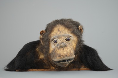 Un buste d'un chimpanz&eacute;, taxidermie du 2&egrave;me quart du 20&egrave;me si&egrave;cle
