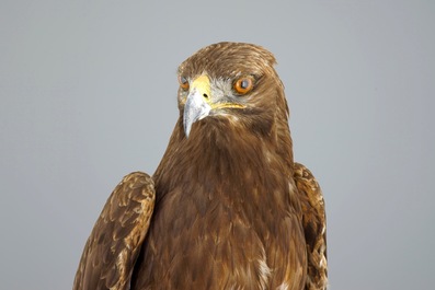 Een steenarend/steppearend rustend op een rots, moderne taxidermie