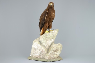 A golden eagle, presented standing on a rock, modern taxidermy