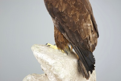 Een steenarend/steppearend rustend op een rots, moderne taxidermie