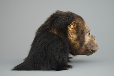 A taxidermy bust of a chimpansee, 2nd quarter of the 20th C.