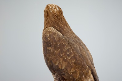 A golden eagle, presented standing on a rock, modern taxidermy