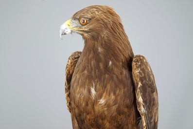 A golden eagle, presented standing on a rock, modern taxidermy