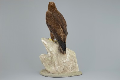 A golden eagle, presented standing on a rock, modern taxidermy