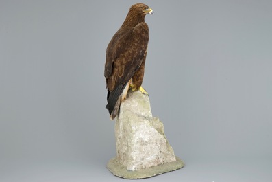 A golden eagle, presented standing on a rock, modern taxidermy