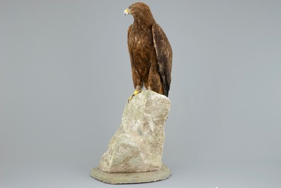 A golden eagle, presented standing on a rock, modern taxidermy