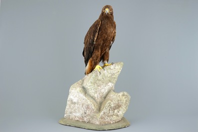 A golden eagle, presented standing on a rock, modern taxidermy