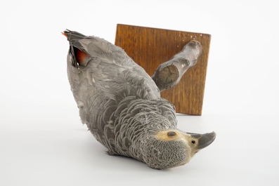 An African grey parrot, taxidermy, 20th C.