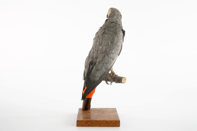 An African grey parrot, taxidermy, 20th C.
