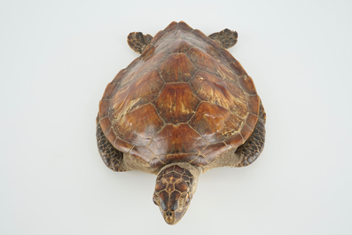 Een oude zeeschildpad, taxidermie, 19/20e eeuw