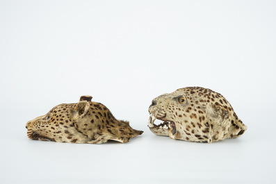 Deux t&ecirc;tes naturalis&eacute;es de panth&egrave;res, taxidermie du 19&egrave;me