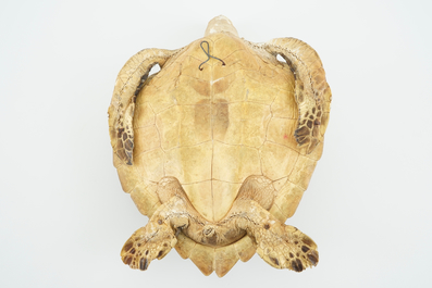 An old sea turtle, taxidermy, 19/20th C.