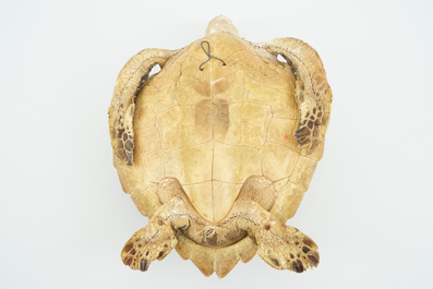 Een oude zeeschildpad, taxidermie, 19/20e eeuw