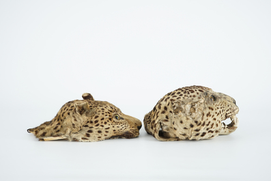 Two antique taxidermy panther's heads, 19th C.