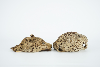 Twee panterkoppen, antieke taxidermie, 19e eeuw