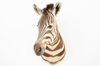 A modern taxidermy bust of a zebra