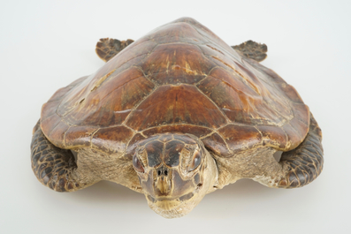 Een oude zeeschildpad, taxidermie, 19/20e eeuw