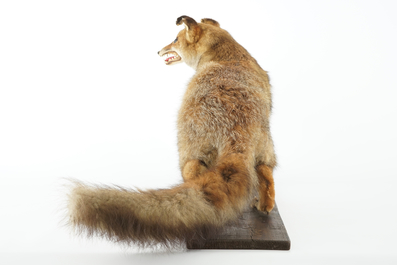 A fox on a wooden base, taxidermy, ca. 1930