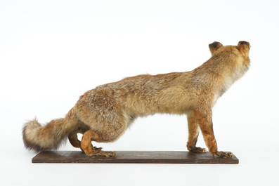 A fox on a wooden base, taxidermy, ca. 1930
