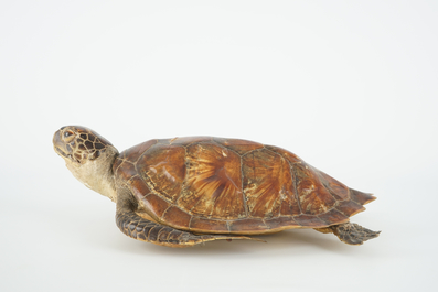 Een oude zeeschildpad, taxidermie, 19/20e eeuw