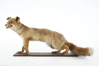 Een inlandse vos op houten sokkel, taxidermie, ca. 1930