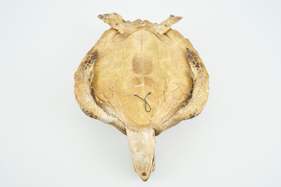 An old sea turtle, taxidermy, 19/20th C.