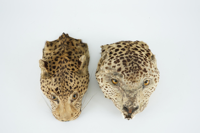 Twee panterkoppen, antieke taxidermie, 19e eeuw