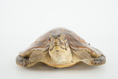 Een oude zeeschildpad, taxidermie, 19/20e eeuw