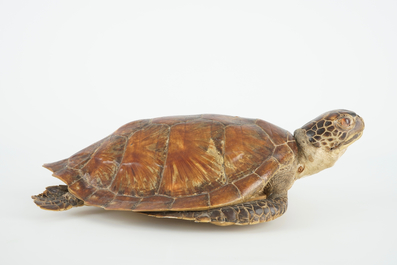 Een oude zeeschildpad, taxidermie, 19/20e eeuw