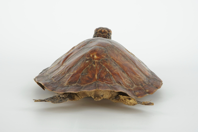 Een oude zeeschildpad, taxidermie, 19/20e eeuw