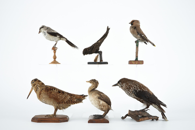Un lot de six oiseaux naturalis&eacute;s, taxidermie du 19/20&egrave;me