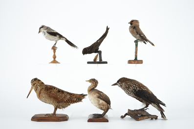 Zes kleine opgezette Europese vogels, taxidermie 19e/20e eeuw