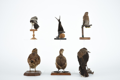 Zes kleine opgezette Europese vogels, taxidermie 19e/20e eeuw