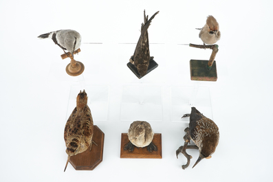 Zes kleine opgezette Europese vogels, taxidermie 19e/20e eeuw