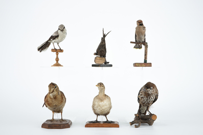 Zes kleine opgezette Europese vogels, taxidermie 19e/20e eeuw