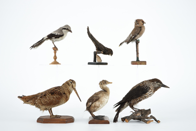 Zes kleine opgezette Europese vogels, taxidermie 19e/20e eeuw