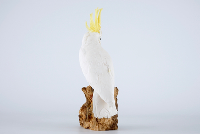 Cacato&egrave;s soufr&eacute;, taxidermie moderne