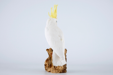 Een geelkuifkaketoe, moderne taxidermie