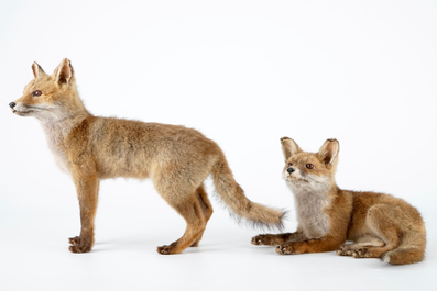 Two fox cubs, modern taxidermy, 2nd half 20th C.