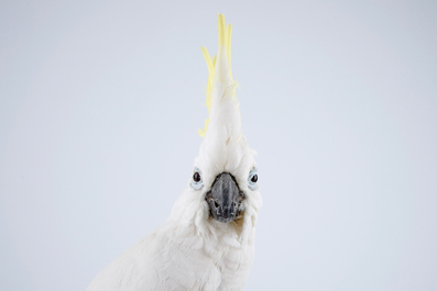 Een geelkuifkaketoe, moderne taxidermie