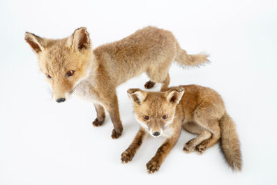 Two fox cubs, modern taxidermy, 2nd half 20th C.