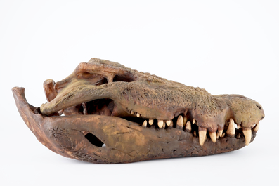 Dirk Claesen: a replica of the head of an Australian sea crocodile, late 20th C.